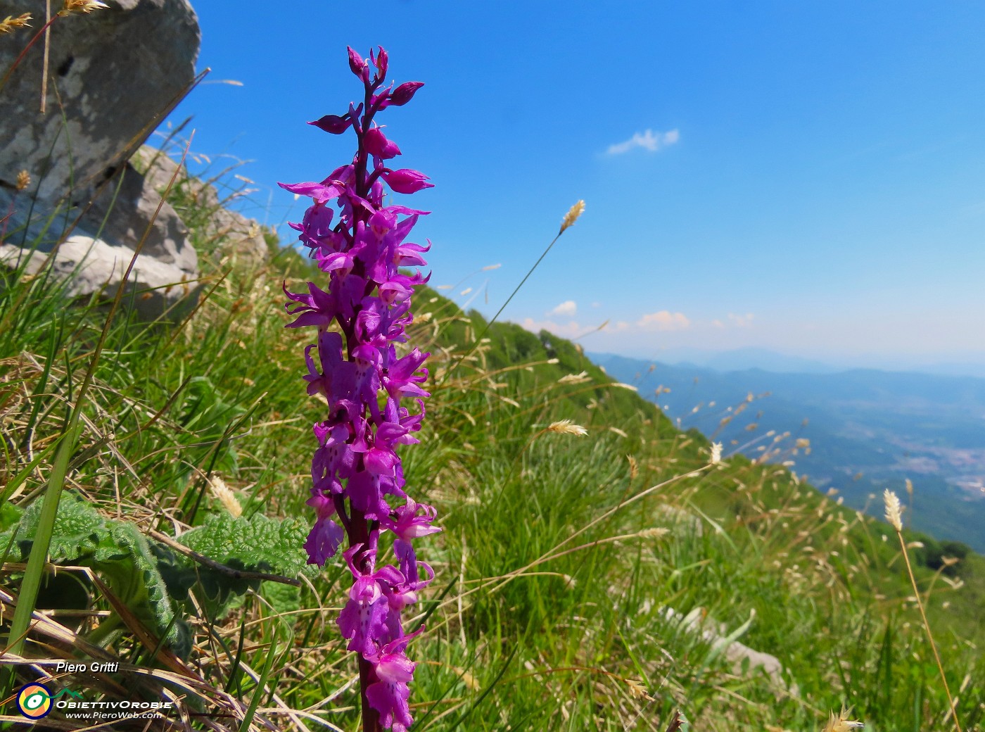63 Fiorita l'Orchis mascula (Orchidea maschio) .JPG